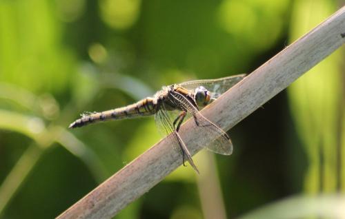 Orthetrum cancellatum