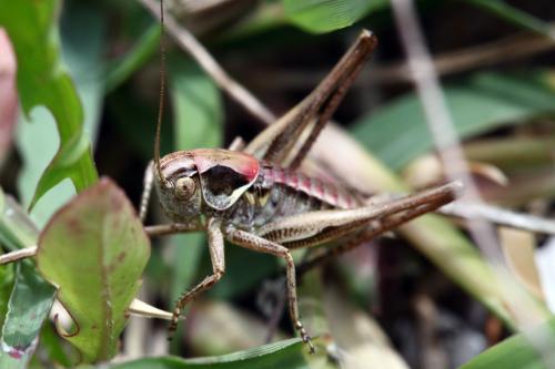 Réf. 104 985 : Platycleis sp.