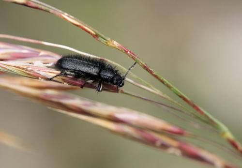 Réf. 104 896 : Enicopus sp.