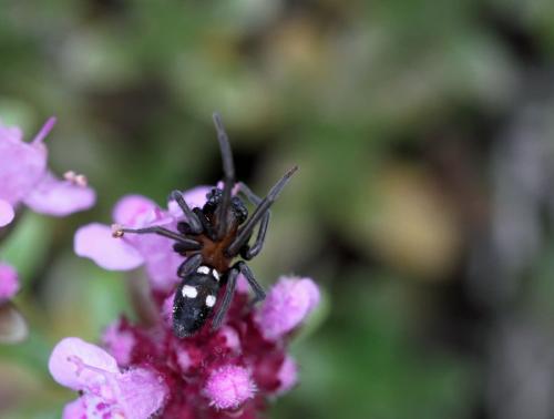 Titanoeca quadriguttata