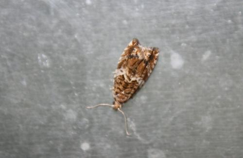 Epinotia abbreviana