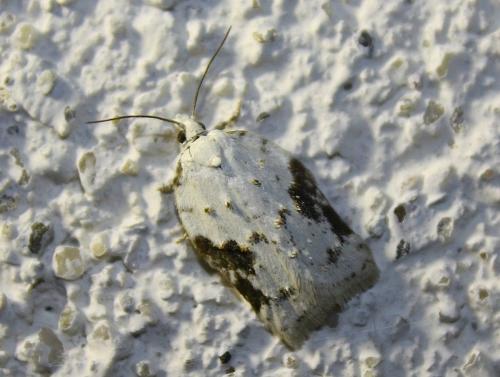 Acleris kochiella
