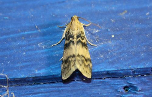 Réf. 104 247 : Euzophera pinguis