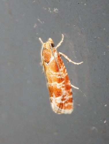 Rhyacionia sp.