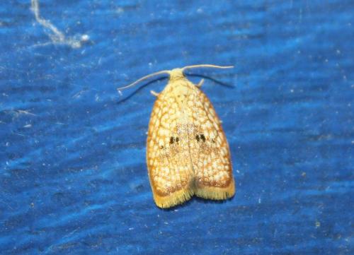Réf. 104 347 : Acleris forsskaleana