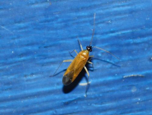 Réf. 104 493 : Phylus melanocephalus