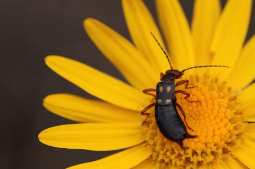 Anechura bipunctata