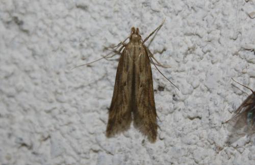 Réf. 104 594 : Metzneria lappella