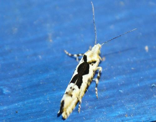 Réf. 104 546 : Ypsolopha sequella