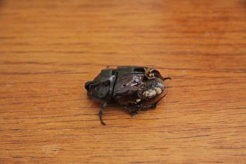 Oryctes nasicornis