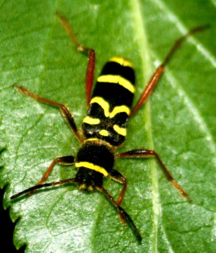 Réf. 104 101 : Clytus arietis