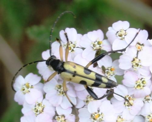 Rutpela maculata