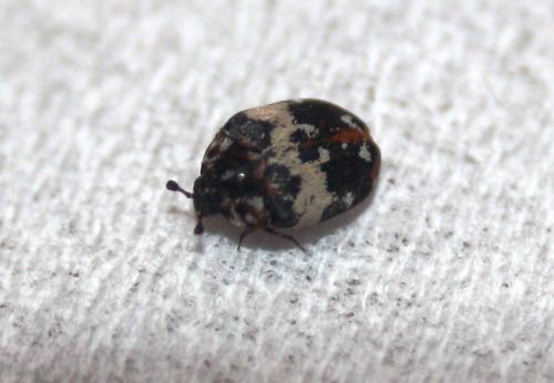 Anthrenus sp.