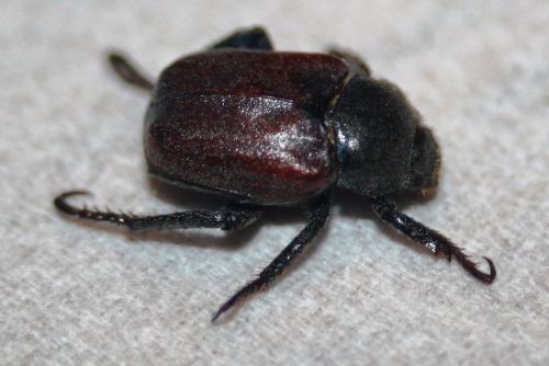 Hoplia philanthus