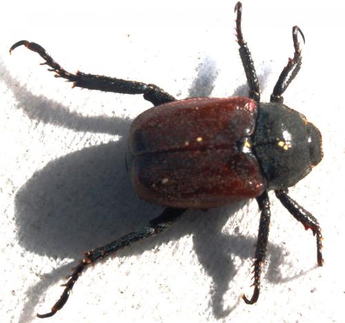 Hoplia philanthus