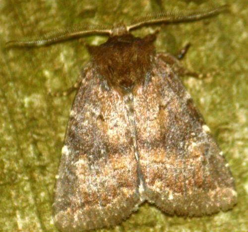 Réf. 104 353 : Charanyca ferruginea