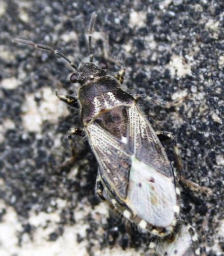 Heterogaster urticae