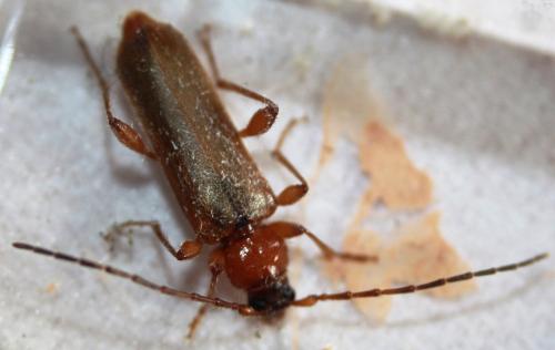 Réf. 104 642 : Phymatodes testaceus