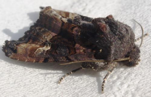 Réf. 104 649 : Euplexia lucipara