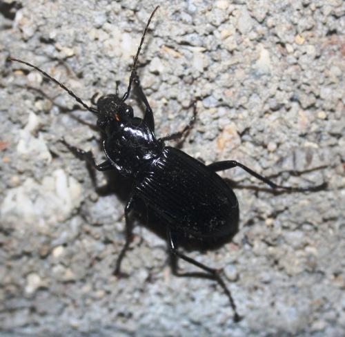 Pterostichus niger