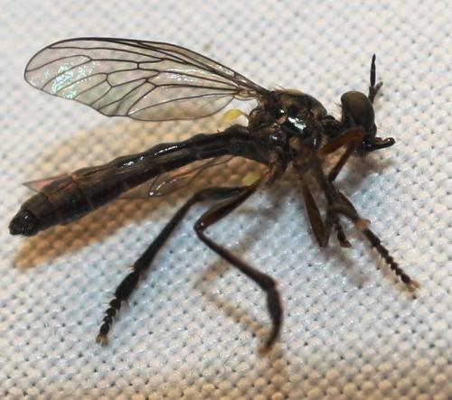 Dioctria atricapilla