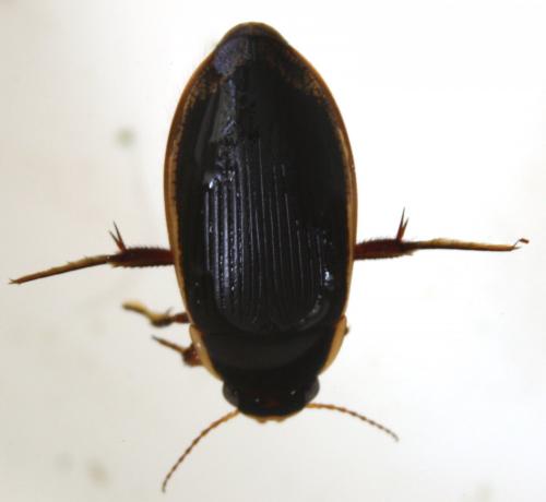 Dytiscus semisulcatus