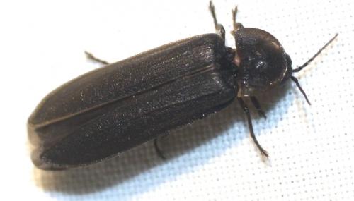 Lampyris noctiluca