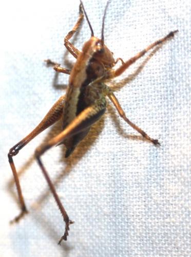 Réf. 104 941 : Tettigoniinae inconnu