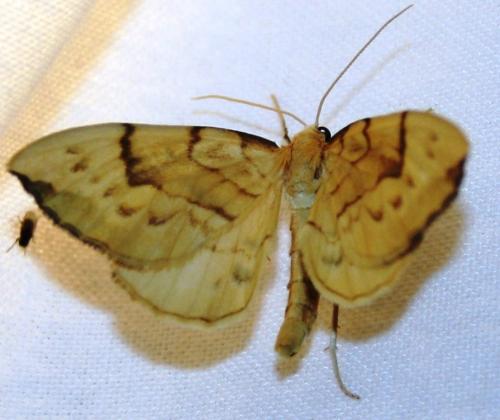 Réf. 104 997 : Gandaritis pyraliata