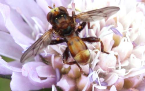 Sicus ferrugineus