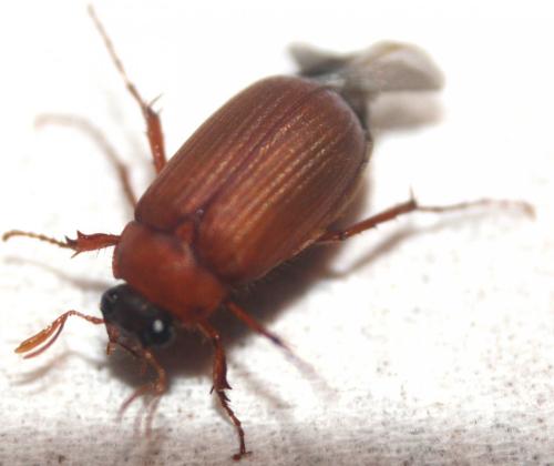 Serica brunnea