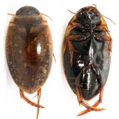 Réf. 104 430 : Agabus conspersus