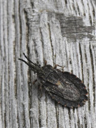 Aradus betulinus