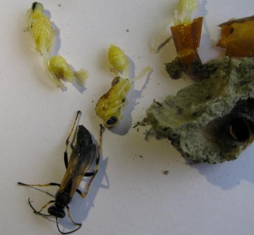 Réf. 104 836 : Sceliphron caementarium