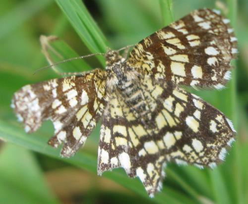 Chiasmia clathrata