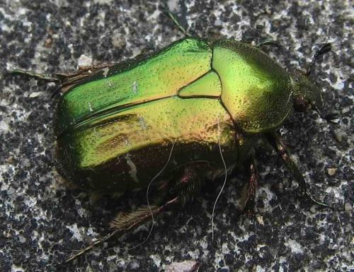 Réf. 104 500 : Cetonia aurata aurata