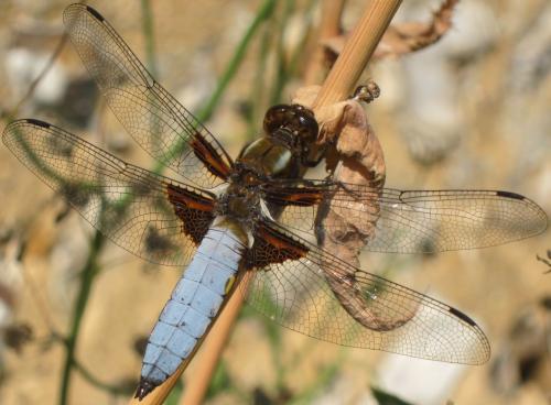Réf. 104 669 : Libellula depressa