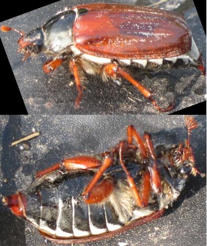 Melolontha melolontha