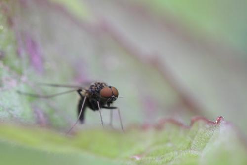 Chrysopilus cristatus