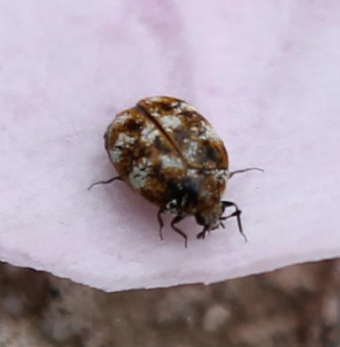 Réf. 104 786 : Anthrenus verbasci