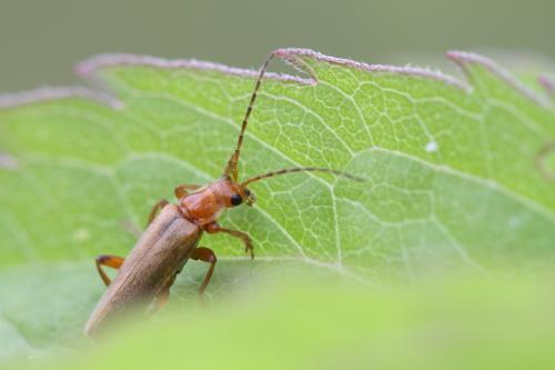 Cantharis sp.