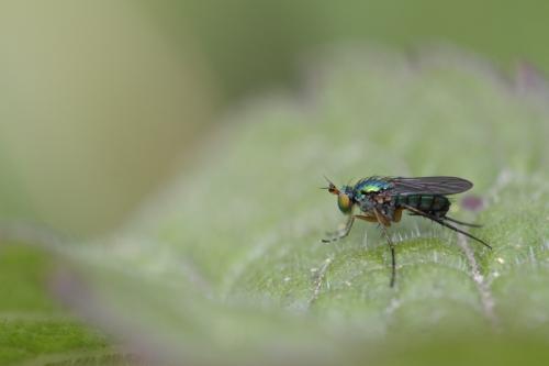 Dolichopus ungulatus