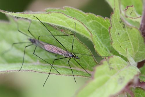 Réf. 104 478 : Ellipteroides lateralis