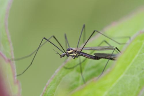 Réf. 104 402 : Ellipteroides lateralis