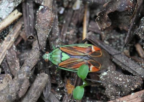 Réf. 104 265 : Actinonotus pulcher