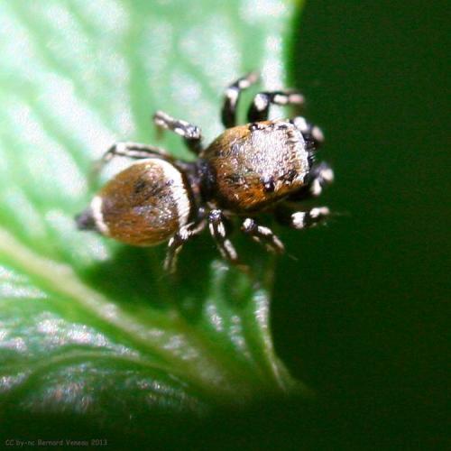 Heliophanus tribulosus