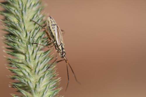 Leptopterna dolabrata