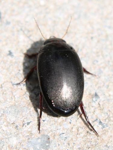 Agabus bipustulatus