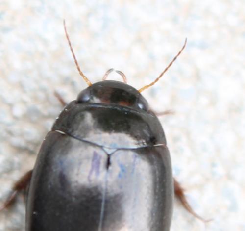 Agabus bipustulatus