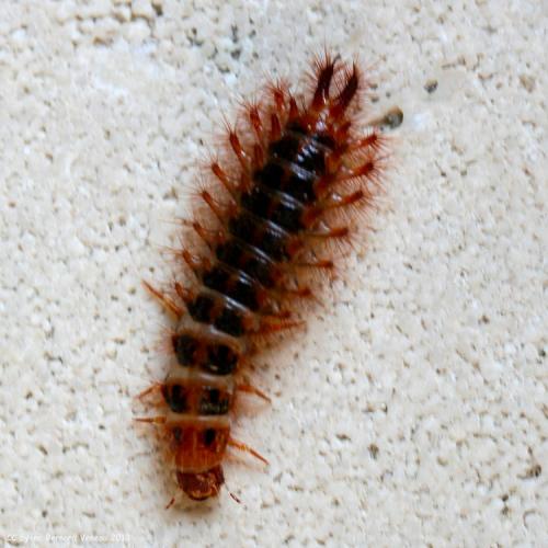 Drilus flavescens